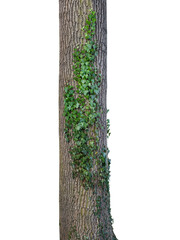 tree trunk with nice ivy isolated on white background
