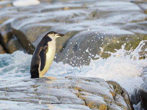 Chinstrap Penguin looking to enter ocean from a rock 