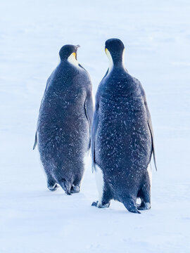 Emperor penguins on frozen sea gazing forward 
