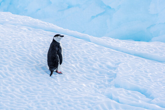 Chinstrap Penguin traverses snow slope