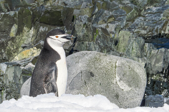Chinstrap Penguin carrying piece rock for nesting material