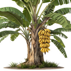 Obraz premium Banana Tree with Ripe Yellow Bananas – Realistic Agricultural PNG/Stock Image