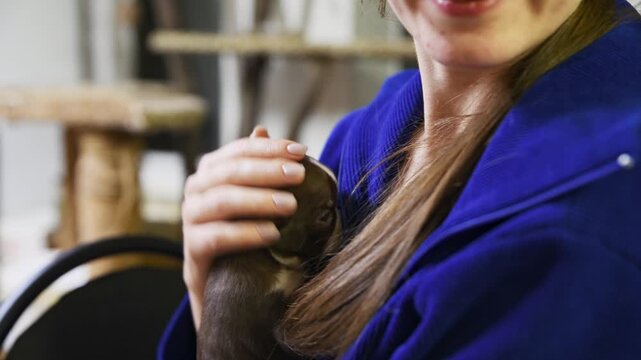 Woman gently holding and bonding with small chihuahua puppy indoors