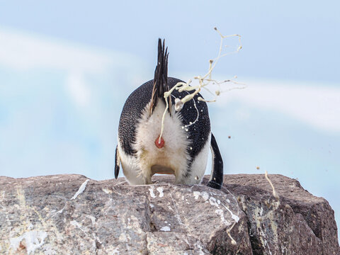 Gentoo Penguin poops towrad camera