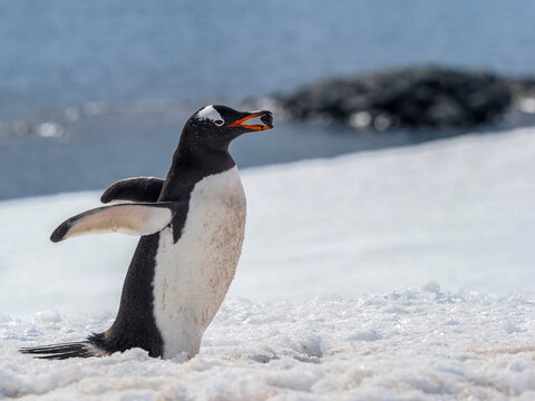 Gentoo Penguin carrying nexting material