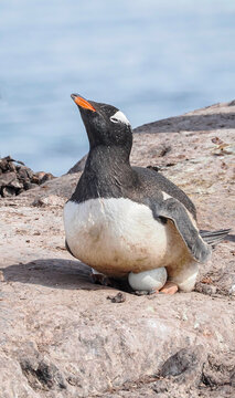 Gentoo incubating egg on rock