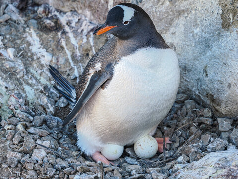 Gentoo Penguin revealing two eggs on nest