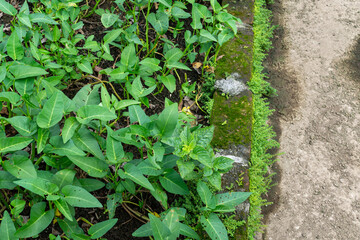 Green Water Spinach Growing on Concrete Garden Floor - World Health Day Background and Sustainability Concept