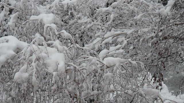 Snow-covered birch trees. Heavy canopy. Winter storm. Climate change. Weather forecast. Cyclone with snowfall, clouds snow cover formation. Beautiful ice icicles or crystals on birch. Srem, Serbia