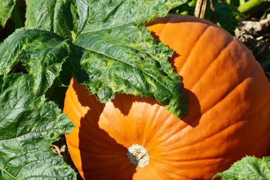 K&uuml;rbisse,  Cucurbita,  Feldanbau