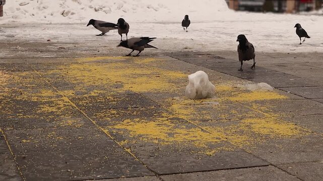 Hooded crows and jackdaws feed on grain placed on the ground during winter in Erzurum, Turkey. Urban wildlife scene reflecting human compassion and bird survival in cold, snowy city conditions. Birds.