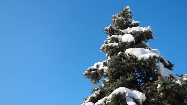 Snow-covered Picea pungens Fir Spruce tree against blue sky. Blue Spruce Colorado or Colorado blue spruce. Winter storm. Weather climate forecast. Solar anticyclone. Coniferous forest. Christmas tree.
