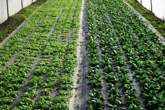 Rows of purslane and spinach growing in a greenhouse in Upper Bavaria