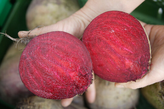 Beet root in hand at weekly outdoor market in Upper Bavaria Germany