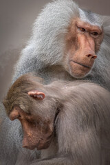 Hamadryas Baboon Pair in Intimate Moment Expressing Protection and Family Bond