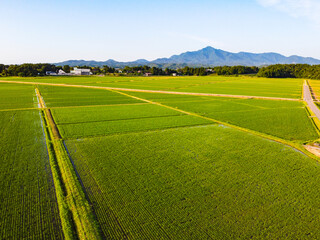 夕暮れの水田と田園風景の空撮　輝く夕日と新緑の稲（ドローン撮影）