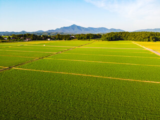 夕暮れの水田と田園風景の空撮　輝く夕日と新緑の稲（ドローン撮影）