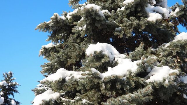 Snow-covered Picea pungens Fir Spruce tree against blue sky. Blue Spruce Colorado or Colorado blue spruce. Winter storm. Weather climate forecast. Solar anticyclone. Coniferous forest. Christmas tree.