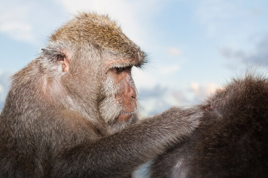 Monkey grooming another at Uluwatu Temple Bali Indonesia outdoors