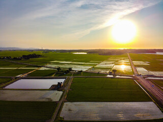 夕暮れの水田と田園風景の空撮　輝く夕日と新緑の稲（ドローン撮影）