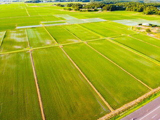 夕暮れの水田と田園風景の空撮　輝く夕日と新緑の稲（ドローン撮影）