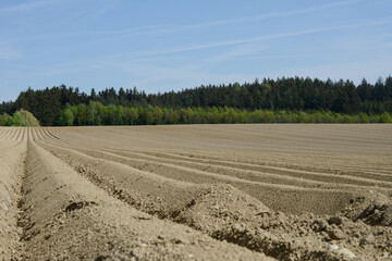 Möhren,  Karotten,  Gelbrüben,  Feldanbau