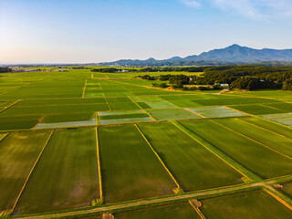 夕暮れの水田と田園風景の空撮　輝く夕日と新緑の稲（ドローン撮影）
