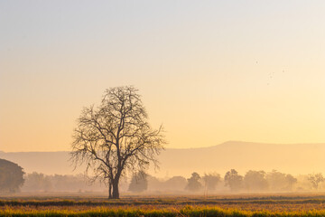 misty morning in the morning