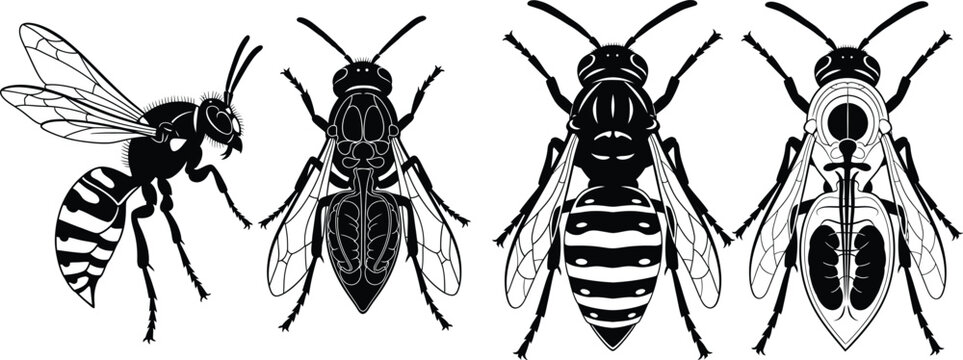 Detailed illustrations of wasps in both silhouette and line art styles for biological studies