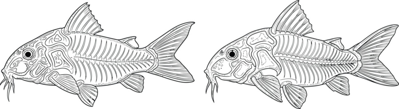 Detailed skeletal illustration of a freshwater fish with barbels, showing its internal bone structure