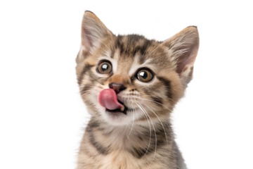 Ultra realistic kitten portrait, close-up, cute kitten licking lips with tongue slightly visible, curious playful expression, small dry cat food kibble falling gently around the kitten, frozen mid-air