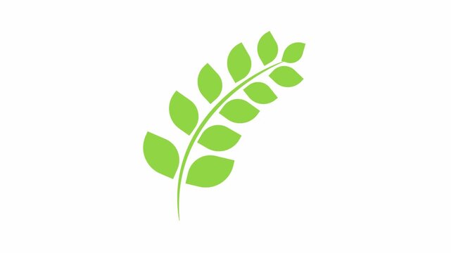 leaf  icon animation simple flat