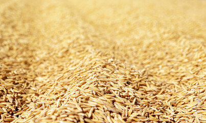 Close-Up Golden Rice Grains with Shallow Depth of Field, Macro of golden rice grains forming natural texture with shallow depth of field. Concept of agriculture, harvest, sustainability, rural economy