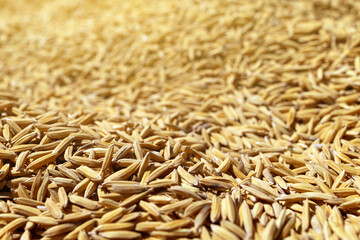 Obraz premium Close-Up Golden Rice Grains with Shallow Depth of Field, Macro of golden rice grains forming natural texture with shallow depth of field. Concept of agriculture, harvest, sustainability, rural economy