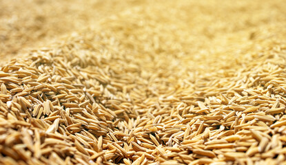 Close-Up Golden Rice Grains with Shallow Depth of Field, Macro of golden rice grains forming natural texture with shallow depth of field. Concept of agriculture, harvest, sustainability, rural economy
