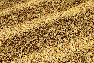 Paddy Rice Grains, Top view full frame of golden paddy rice grains creating a natural agricultural texture. Concept of food production, farming, harvest, sustainability, and rural economy