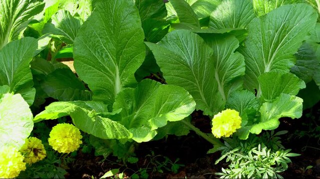 Mustard Leaves or Greens or Lai Xaak or Brassica juncea a popular and versatile leafy green vegetable of Northeast India 2