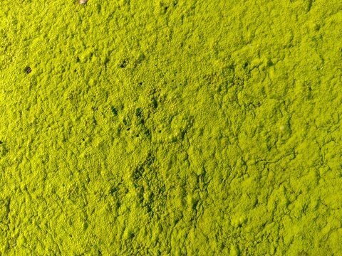 Green algae floating on water surface natural texture background.