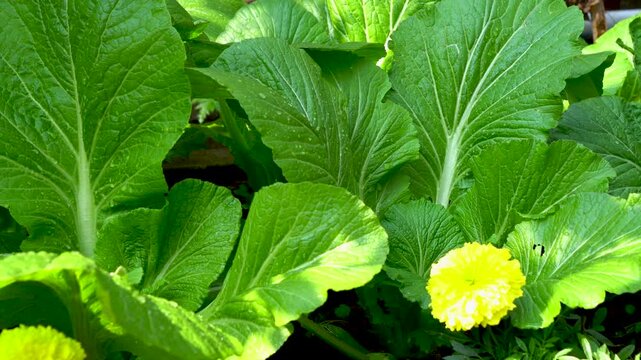 Mustard Leaves or Greens or Lai Xaak or Brassica juncea a popular and versatile leafy green vegetable of Northeast India 1