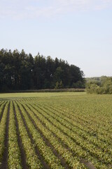 Fototapeta premium Rote Bete, Rote Beete, Rote Rübe, Beta vulgaris subsp., Feldanbau
