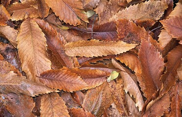 Chestnut tree leaves, Crete