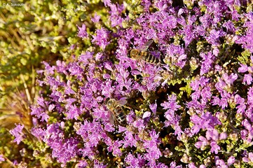 Obraz premium Thymus capitatus (or Coridothymus capitatus), Crete