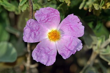 Cretan Rockrose (Cistus creticus), Crete