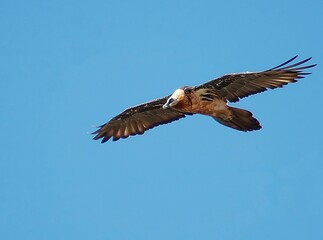 Bearded Vulture (Gypaetus barbatus), Crete