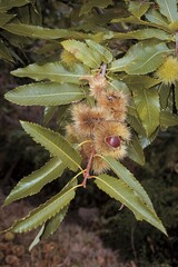Chestnut tree (Castanea sativa), Crete