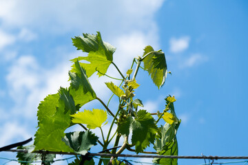 長野のぶどう畑と夏の青空　のどかな田舎道と山並みの風景
