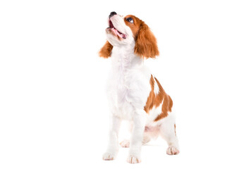 Сurious Spaniel puppy, sitting looking up, isolated on white background