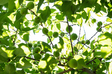 初夏の日差しを浴びる青梅　新緑の木漏れ日と若い果実