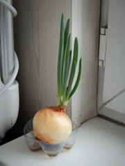 Onion on the windowsill.