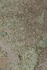 Wet Mossy Soil Crust Texture Surface